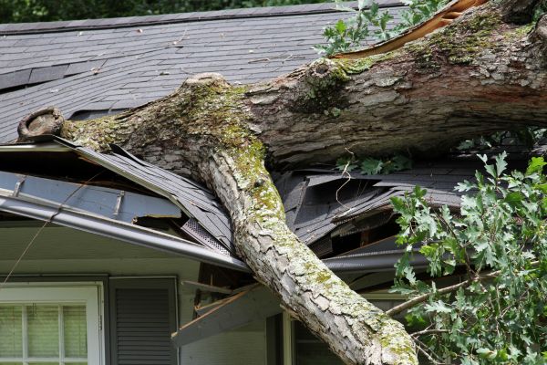 Storm Remediation in Leland